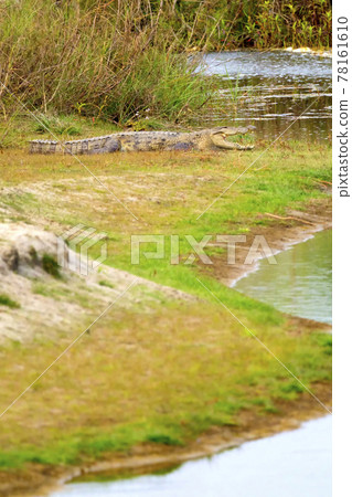 Mugger Crocodile, Royal Bardia National Park, Nepal Mugger Crocodile, Royal Bardia National Park, Nepal 78161610