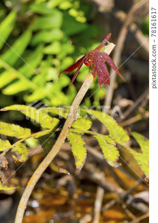 Dragonfly, Royal Bardia National Park, Nepal, Asia 78161617