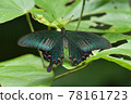 Yaeyama Chinese peacock butterfly Yaeyama Chinese peacock butterfly Yaeyama subspecies 78161723