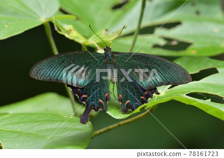 Yaeyama Chinese peacock butterfly Yaeyama Chinese peacock butterfly Yaeyama subspecies Yaeyama Chinese peacock butterfly Yaeyama Chinese peacock butterfly Yaeyama subspecies 78161723