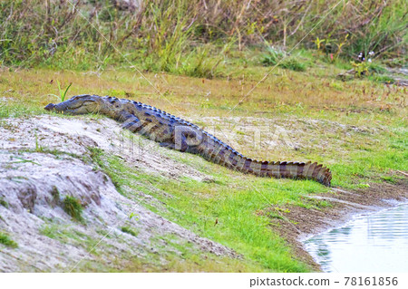 Mugger Crocodile, Royal Bardia National Park, Nepal, Asia Mugger Crocodile, Royal Bardia National Park, Nepal, Asia 78161856