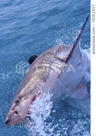 Great White Shark, Gansbaai, South Africa 78161857