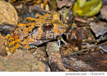 Tropical Frog, Corcovado National Park, Costa Rica 78161870