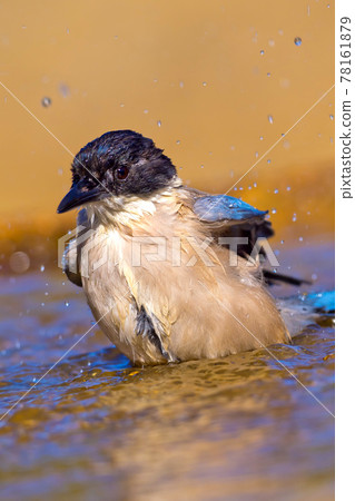 Azure-winged Magpie, Mediterranean Forest, Spain Azure-winged Magpie, Mediterranean Forest, Spain 78161879