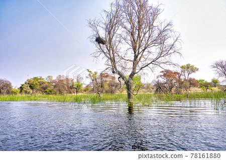 Wetlands Landscape, Okavango Delta, Botswana Wetlands Landscape, Okavango Delta, Botswana 78161880