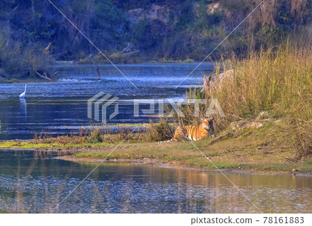 Bengal Tiger, Royal Bardia National Park, Nepal 78161883