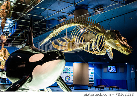 Taxidermy of orca Taxidermy of orca 78162158