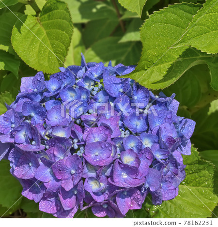 Hydrangea after the rain Hydrangea after the rain 78162231