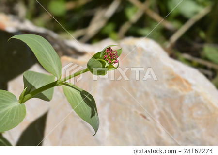 Red valerian 78162273