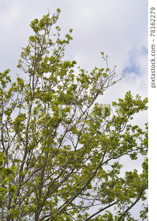 London plane London plane 78162279