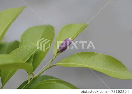 Rangpur lime Rangpur lime 78162294
