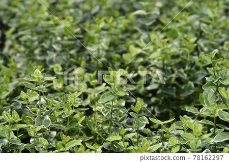 Wintercreeper Emerald Gaiety 78162297