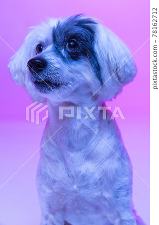 Close-up cute little Chinese Crested Dog isolated on pink studio background in neon light. Concept of beauty, domestic animal, care. 78162712