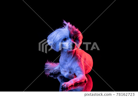 Portrait of beuatiful Chinese Crested Dog isolated on black studio background in pink neon light. Concept of beauty, domestic animal. Portrait of beuatiful Chinese Crested Dog isolated on black studio background in pink neon light. Concept of beauty, domestic animal. 78162723