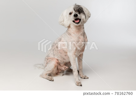 Portrait of cute little Chinese Crested Dog isolated on white studio background. Concept of beauty, domestic animal, care. Portrait of cute little Chinese Crested Dog isolated on white studio background. Concept of beauty, domestic animal, care. 78162760