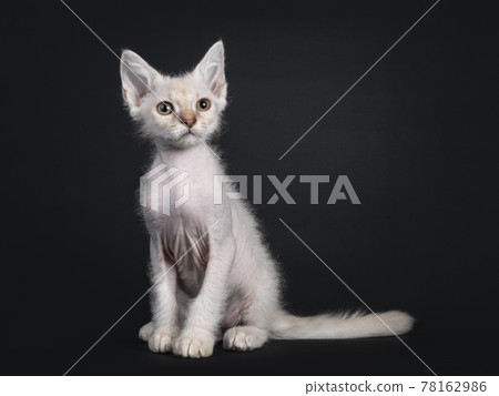 LaPerm cat kitten on black background 78162986