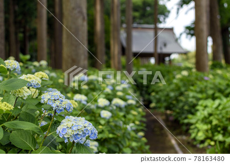 千葉縣日本寺的繡球花 千葉縣日本寺的繡球花 78163480
