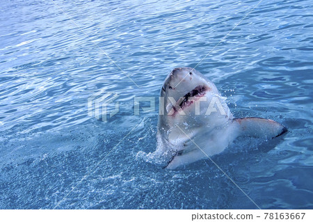 Great White Shark, Gansbaai, South Africa Great White Shark, Gansbaai, South Africa 78163667