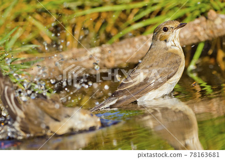 Pied Flycatcher, Mediterranean Forest, Spain 78163681