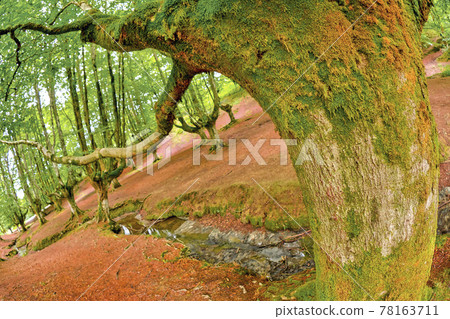 Otzarreta Beech Forest, Gorbeia Natural Park, Spain 78163711