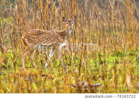 Spotted Deer, Royal Bardia National Park, Nepal 78163722