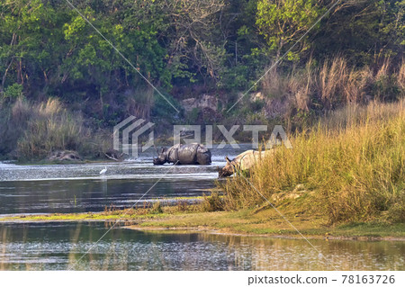 Greater One-horned Rhinoceros, Royal Bardia National Park, Nepal 78163726