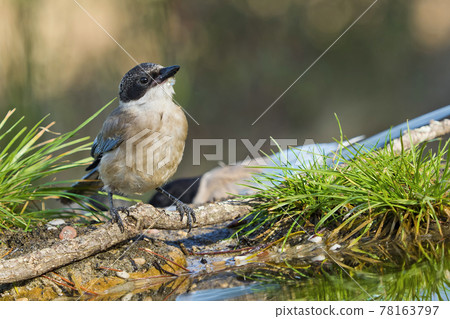 Azure-winged Magpie, Mediterranean Forest, Spain Azure-winged Magpie, Mediterranean Forest, Spain 78163797
