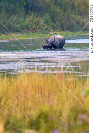 Greater One-horned Rhinoceros, Royal Bardia National Park, Nepal Greater One-horned Rhinoceros, Royal Bardia National Park, Nepal 78163798