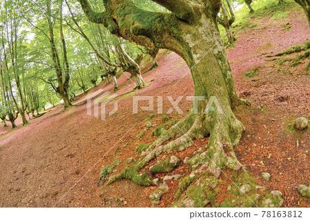 Otzarreta Beech Forest, Gorbeia Natural Park, Spain 78163812