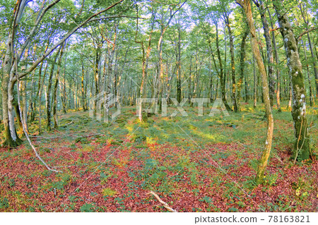 Forest Landscape, Valderejo Natural Park, Spain Forest Landscape, Valderejo Natural Park, Spain 78163821