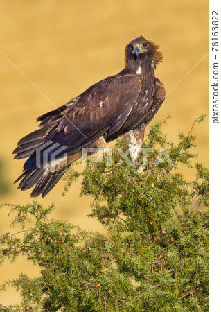 Golden Eagle, Mediterranean Forest, Spain 78163822