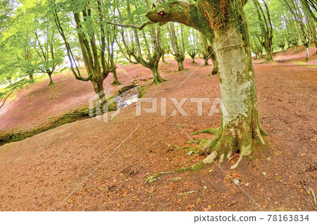 Otzarreta Beech Forest, Gorbeia Natural Park, Spain Otzarreta Beech Forest, Gorbeia Natural Park, Spain 78163834