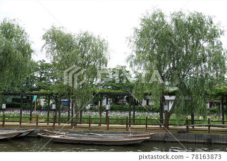 初夏，柳樹搖曳的茨城縣板湖市水鄉板湖綾面風景 78163873
