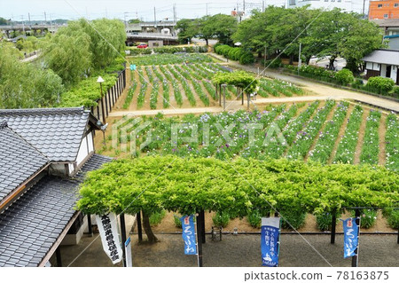 初夏：茨城縣板子市水鄉板子綾面風景 78163875