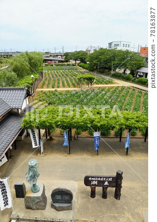 Early summer: Scenery of Suigo Itako Ayameen, Itako City, Ibaraki Prefecture 78163877