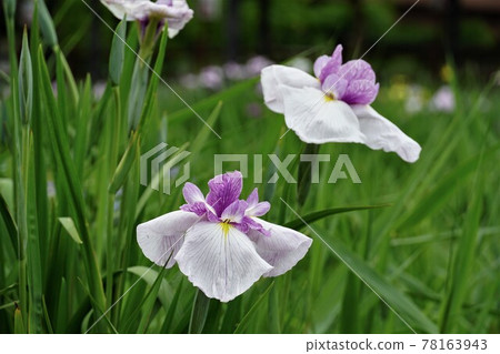Early summer, a pale purple flower iris that blooms in Suigo Itako Ayameen, Itako City, Ibaraki Prefecture. 78163943