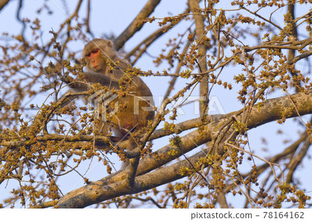 Rhesus Macaque, Royal Bardia National Park, Nepal Rhesus Macaque, Royal Bardia National Park, Nepal 78164162