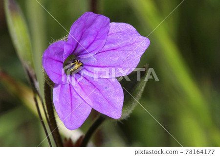 Wild Flower, Guadarrama National Park, Spain Wild Flower, Guadarrama National Park, Spain 78164177