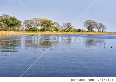 Wetlands Landscape, Okavango Delta, Botswana 78164183