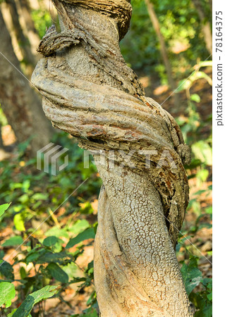 Sal Forest,  Royal Bardia National Park, Nepal 78164375