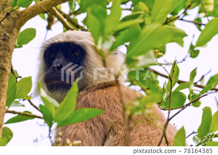 Tarai Gray Langur, Royal Bardia National Park, Nepal Tarai Gray Langur, Royal Bardia National Park, Nepal 78164385