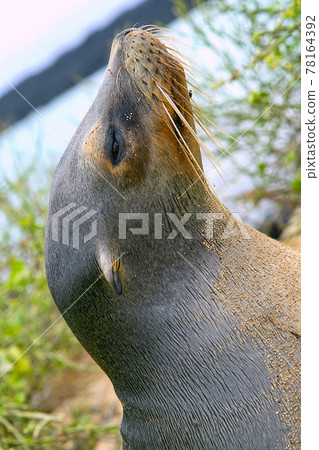 Galapagos Sea Lion, Galapagos National Park, Ecuador 78164392