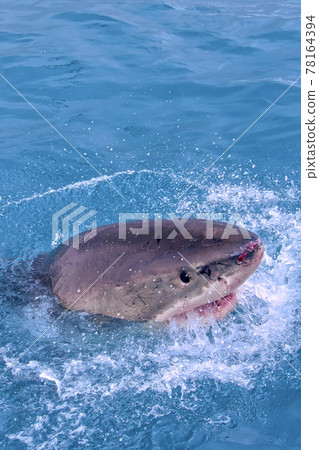 Great White Shark, Gansbaai, South Africa 78164394