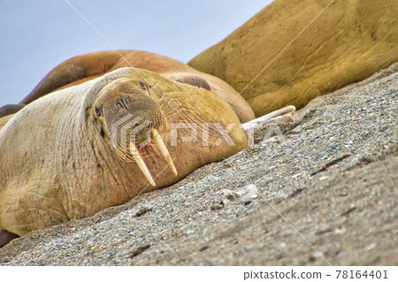 Resting Walrus, Arctic, Norway Resting Walrus, Arctic, Norway 78164401