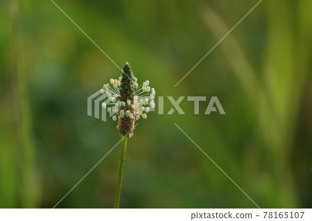 Ribwort plantain close-up Ribwort plantain close-up 78165107