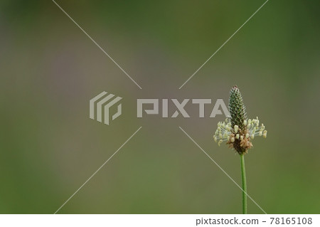 Ribwort plantain close-up Ribwort plantain close-up 78165108