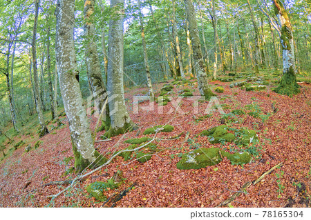 Forest Landscape, Valderejo Natural Park, Spain 78165304