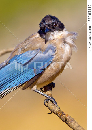 Azure-winged Magpie, Mediterranean Forest, Spain Azure-winged Magpie, Mediterranean Forest, Spain 78165312