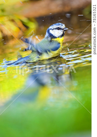 Blue Tit, Mediterranean Forest, Spain 78165321
