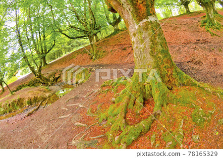 Otzarreta Beech Forest, Gorbeia Natural Park, Spain 78165329